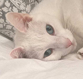 second Feature Image